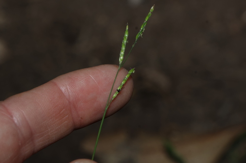 Cup Grass (Eriochloa procera)