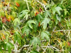 Passiflora mayarum