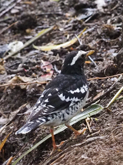 Pied Thrush photo 2