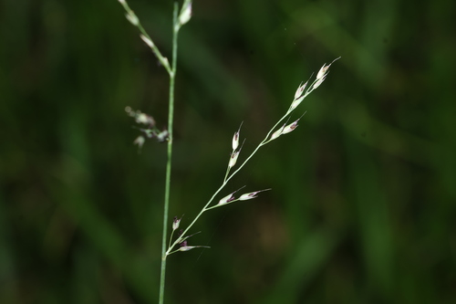 Dardy's Oats (Arundinella nepalensis)