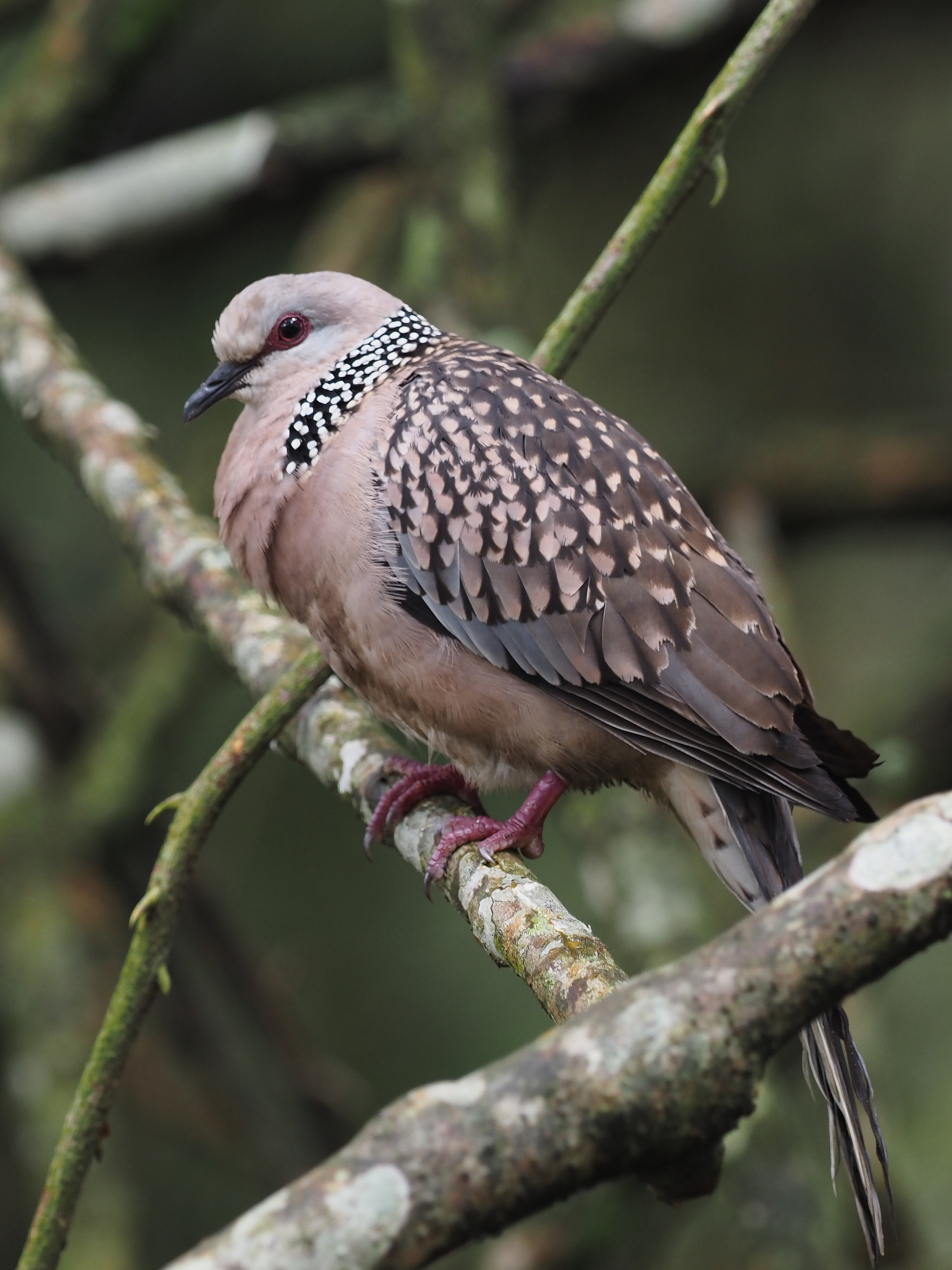 Spotted Dove illustration