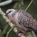 Spotted Dove - Photo (c) William Stephens, some rights reserved (CC BY), uploaded by William Stephens