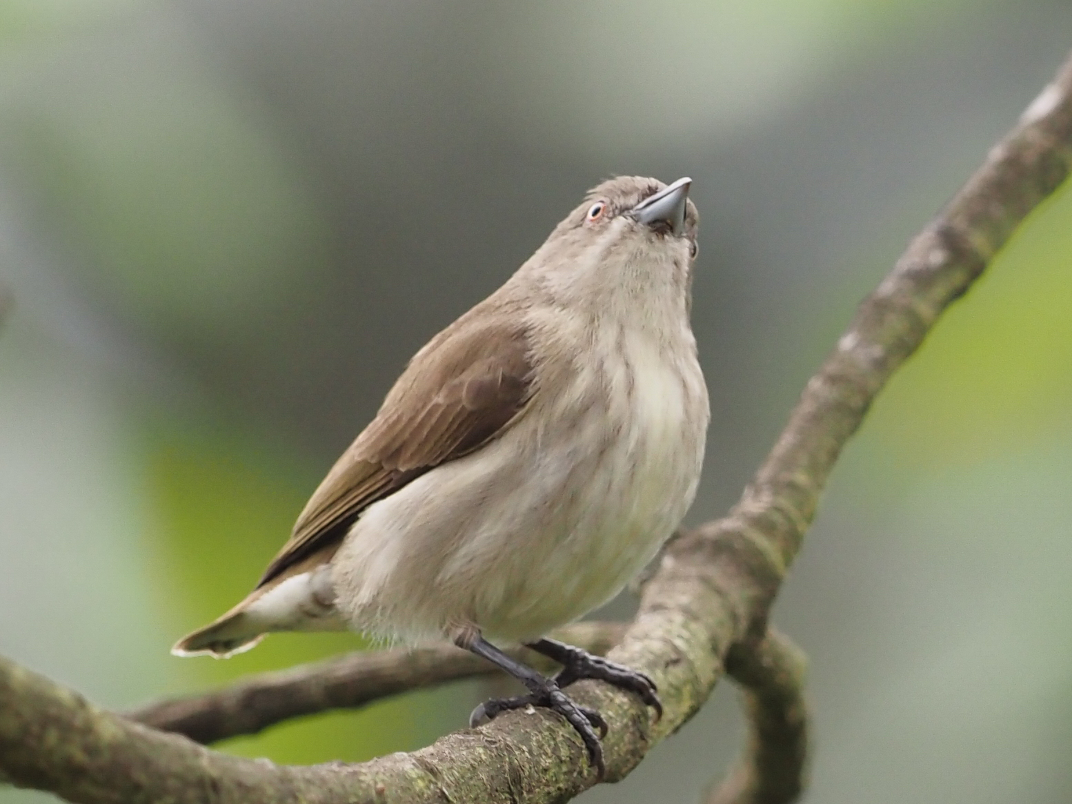 Thick-billed Flowerpecker (Pachyglossa agilis)