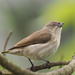 Thick-billed Flowerpecker - Photo (c) William Stephens, some rights reserved (CC BY), uploaded by William Stephens
