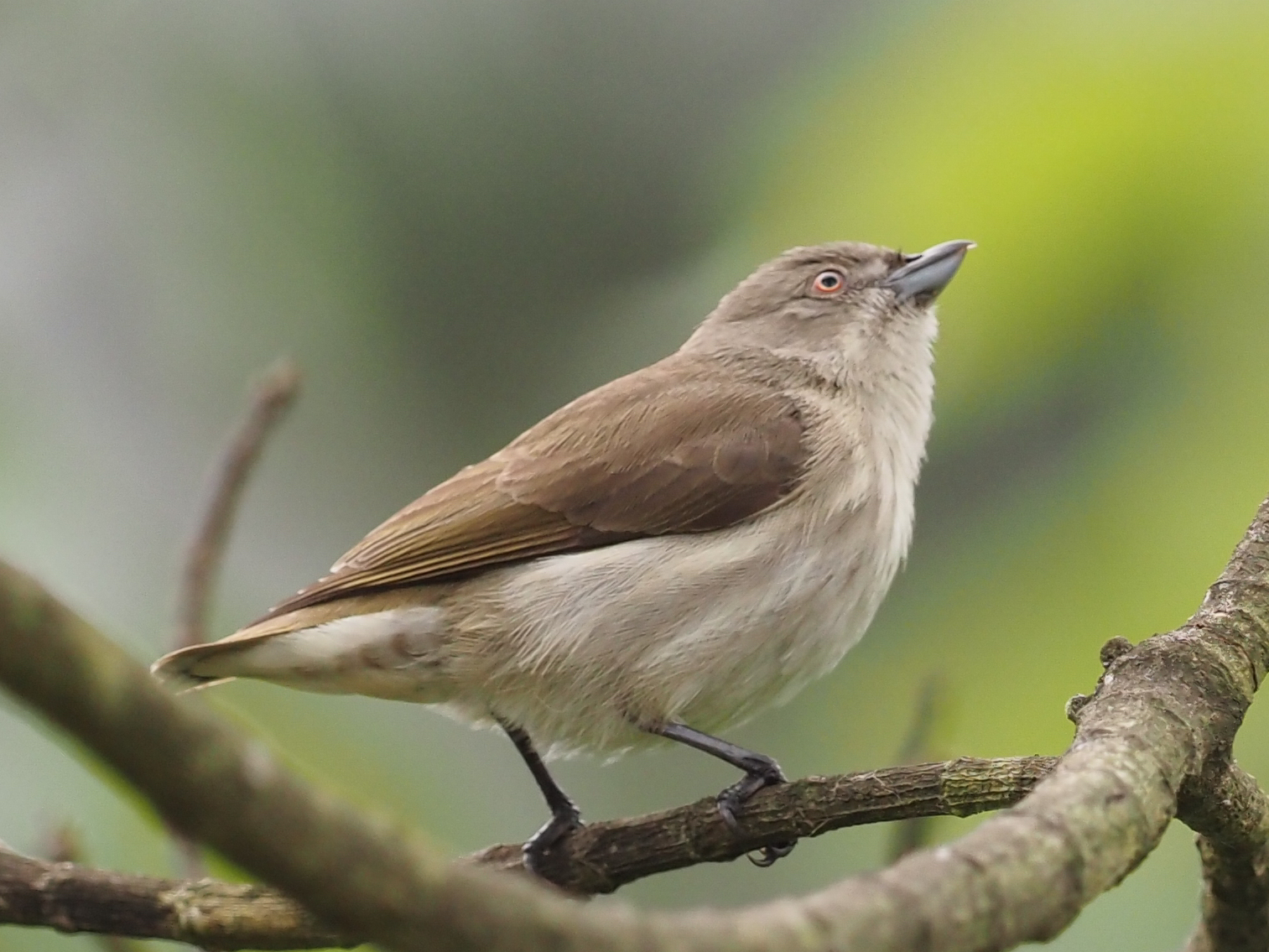 Pachyglossa