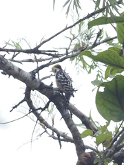 Leiopicus mahrattensis