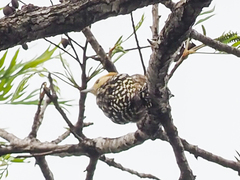 Leiopicus mahrattensis