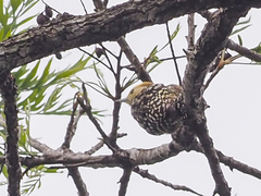 Leiopicus mahrattensis