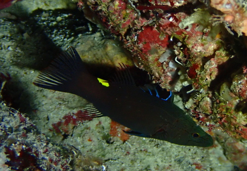 Arrowhead soapfish (Belonoperca chabanaudi) — Serranidae — 2