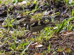 Dendronanthus indicus