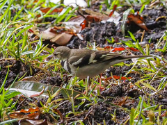 Dendronanthus indicus