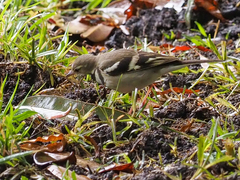 Dendronanthus indicus
