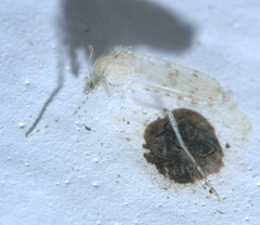 Chaoborus maculipes