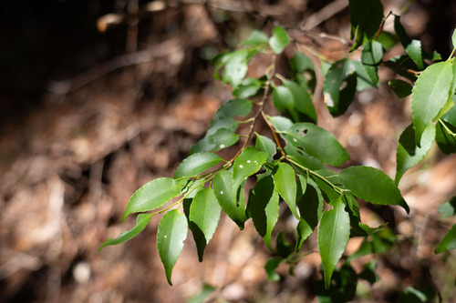 Symplocos myrtacea iNat (2)