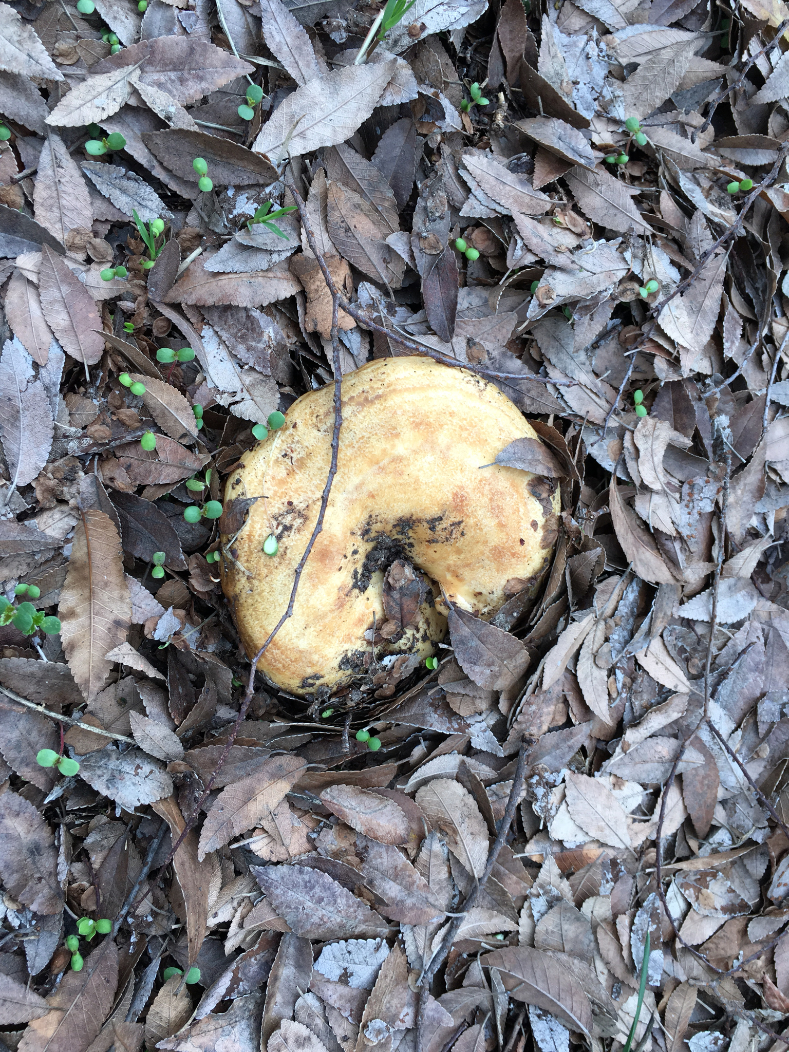 Lactarius alnicola image