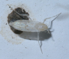 Chaoborus maculipes