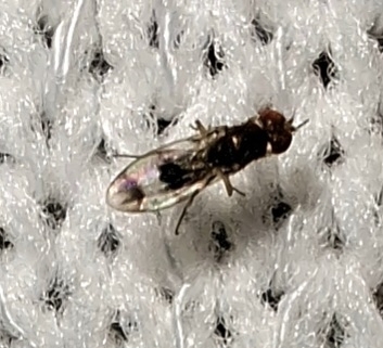 Unknown species found near Woodworth, LA 71485, USA