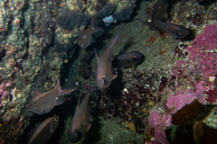 Pempheris adspersa