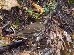 Pied Thrush photo 1