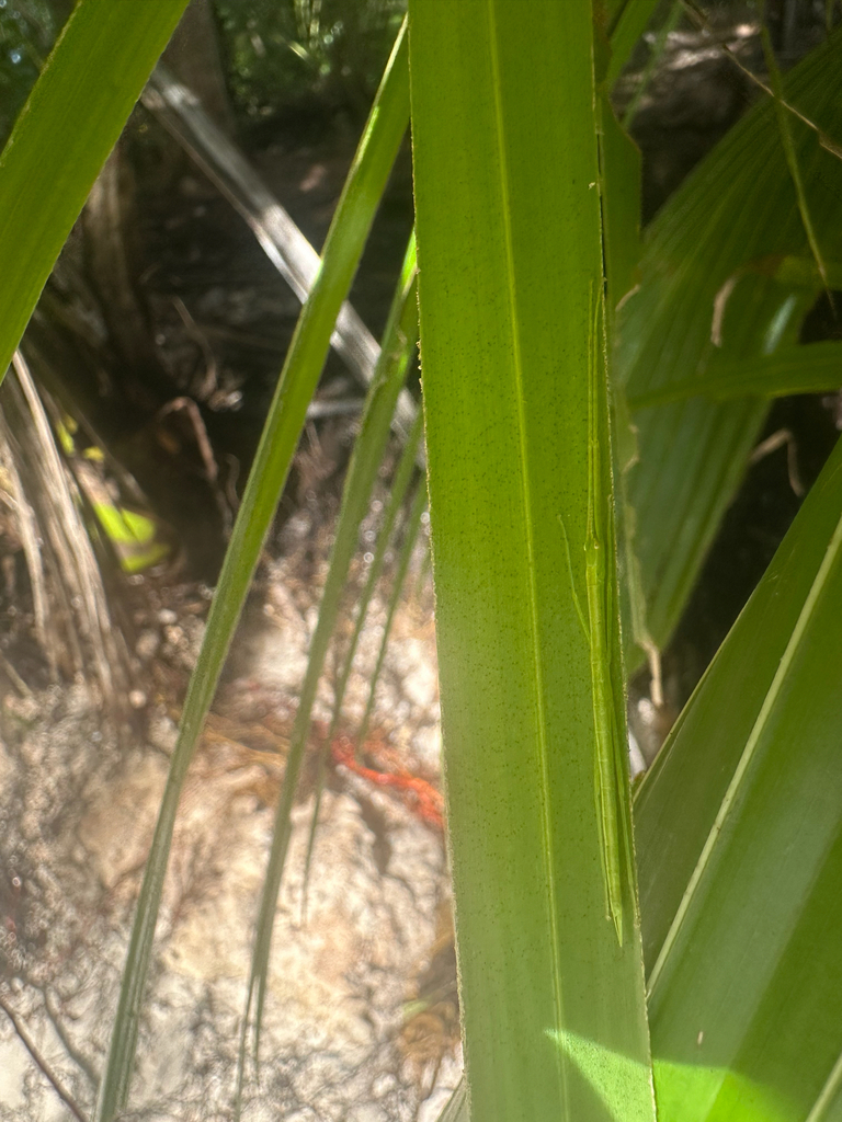 Denticulate stick insect