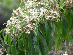 Lippia myriocephala