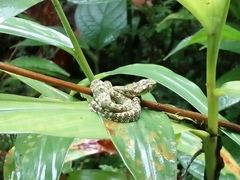 Bothrops pulcher