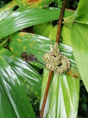 Bothrops pulcher