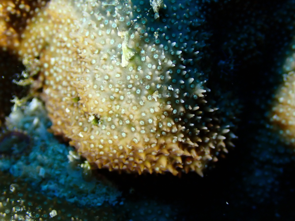 Stylocoeniella coral (no English common name)