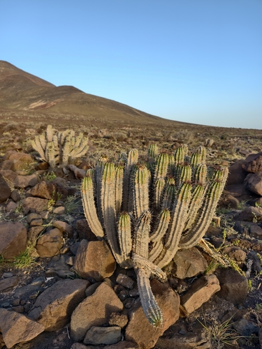 Euphorbia handiensis