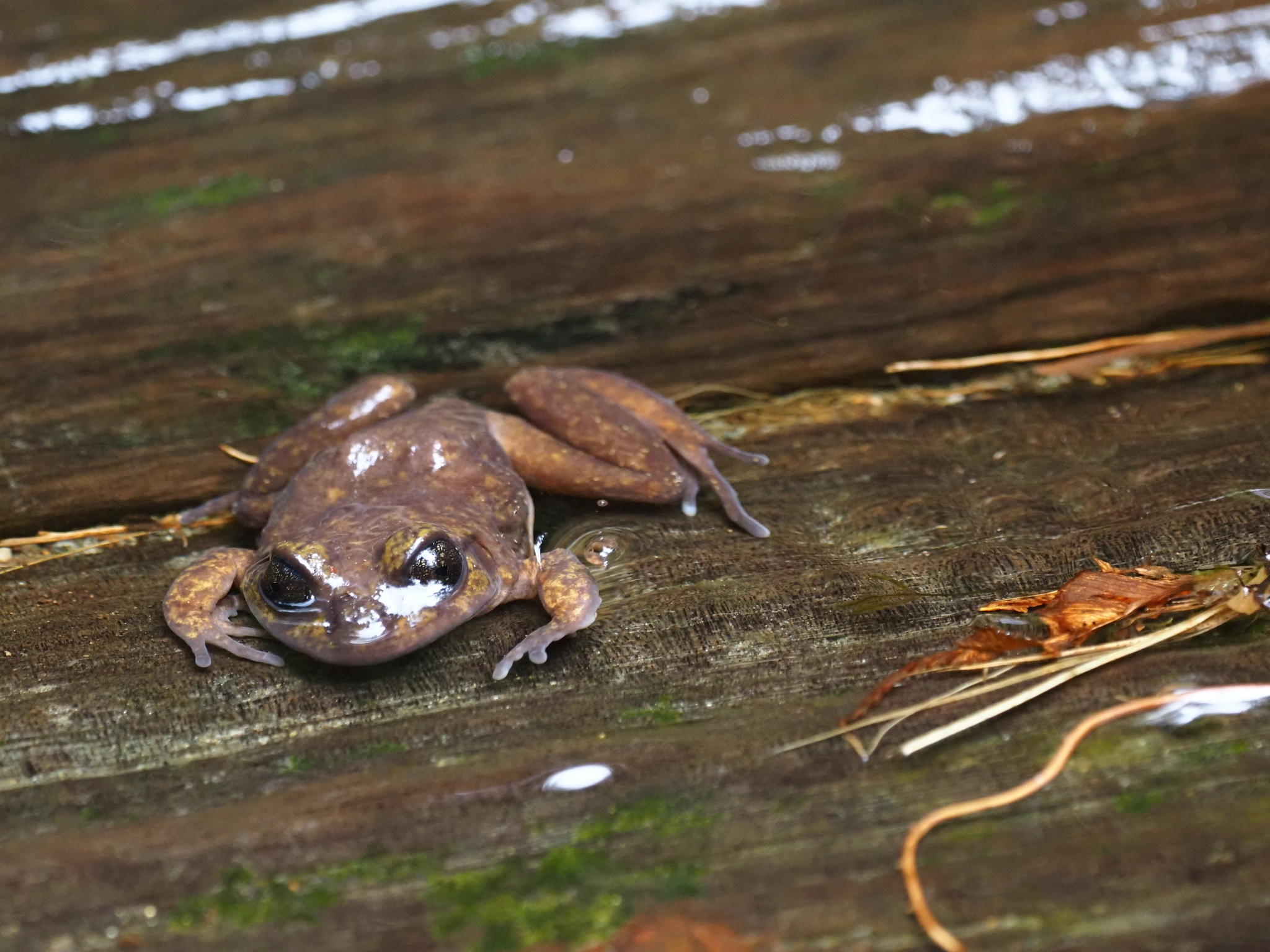 Eupsophus emiliopugini Formas, 1989