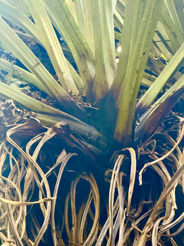 Tank lily (Astelia hastata)