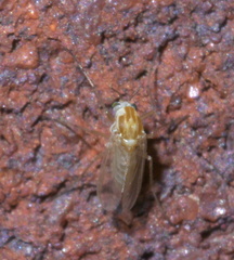 Procladius bellus