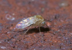 Procladius bellus