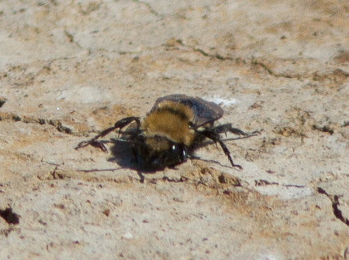 Melecta separata separata