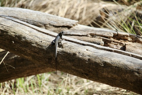 iNaturalist observation photo of Sierra Fence Lizard