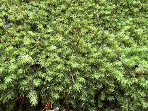 Leucobryum sanctum observed 2026-02-21