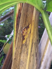 Polygrammodes ponderalis