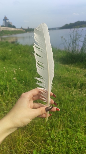 Plume de Grande Aigrette