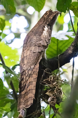 Long-Tailed Potoo photo 3