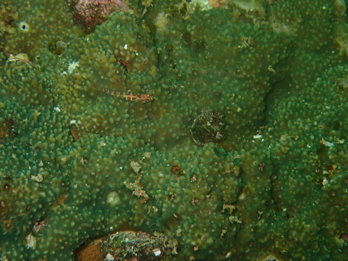 Eviota guttata observed 2026-03-08