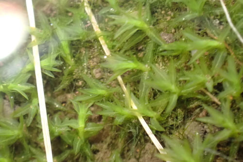 transparent fork-moss (Dichodontium pellucidum)