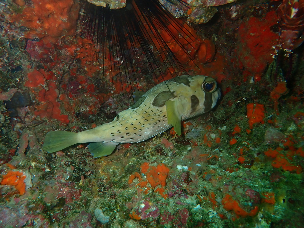 Black-blotched porcupinefish