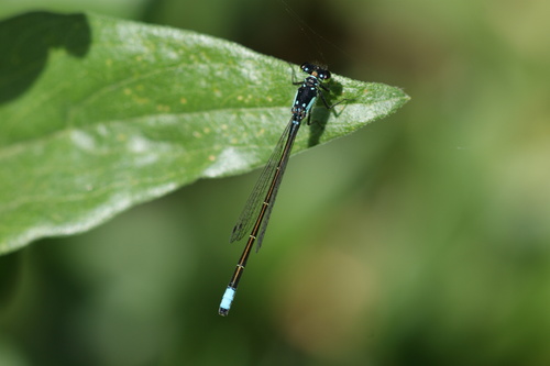 iNaturalist observation photo of Pacific Forktail