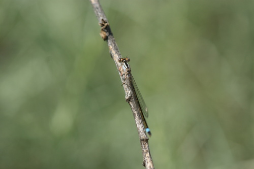 iNaturalist observation photo of Pacific Forktail