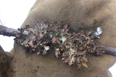 Tuckermanopsis americana