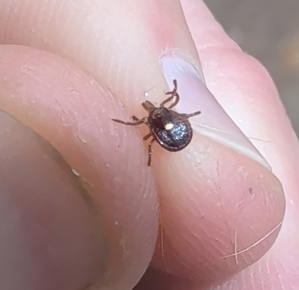 Amblyomma americanum Linnaeus, 1758