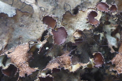 Tuckermanopsis americana