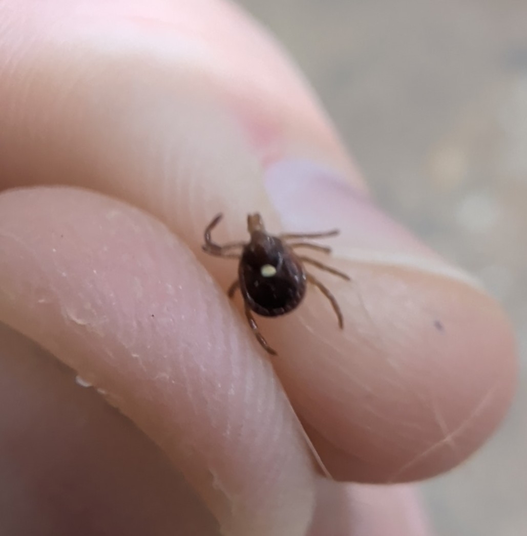 Amblyomma americanum Linnaeus, 1758