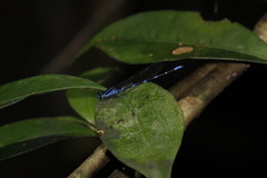 Argia oculata