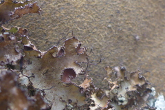 Tuckermanopsis americana